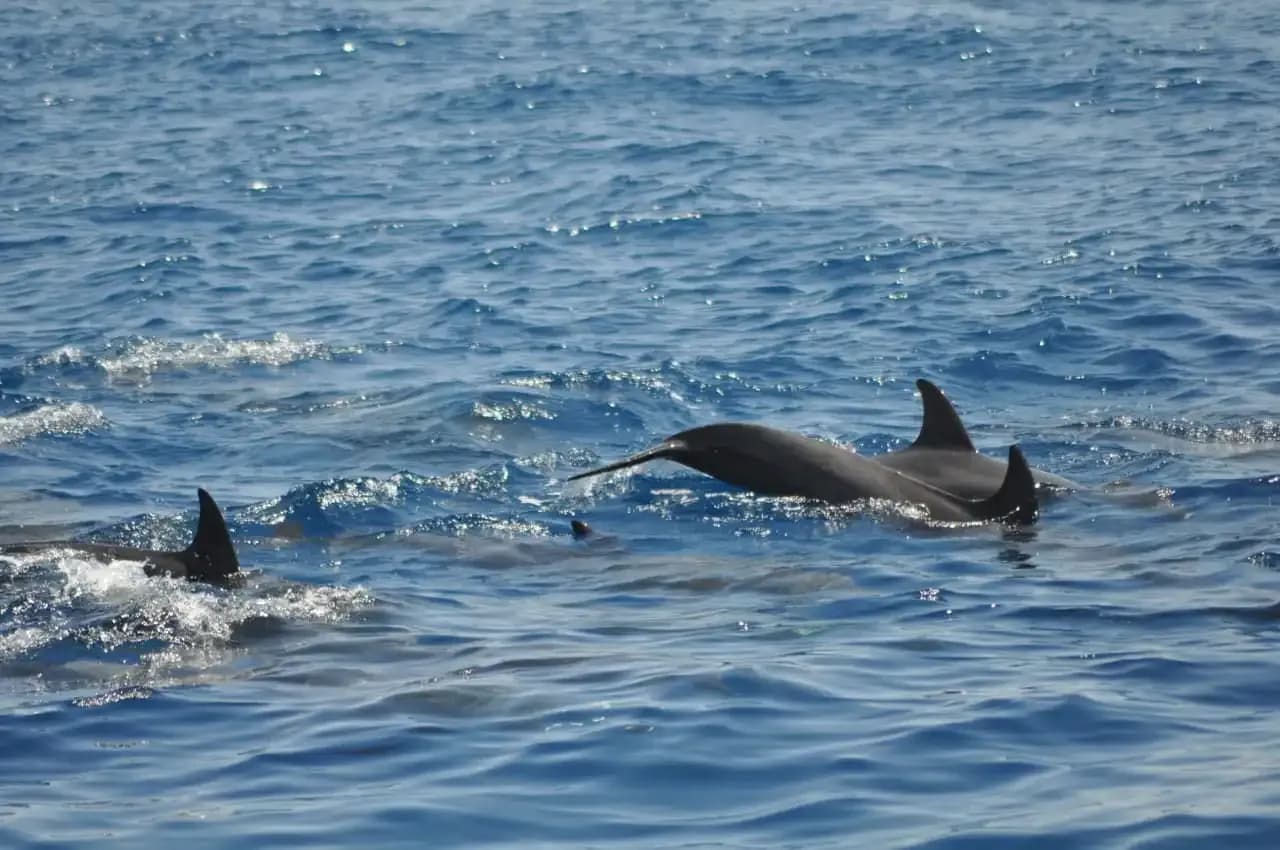 dolphins