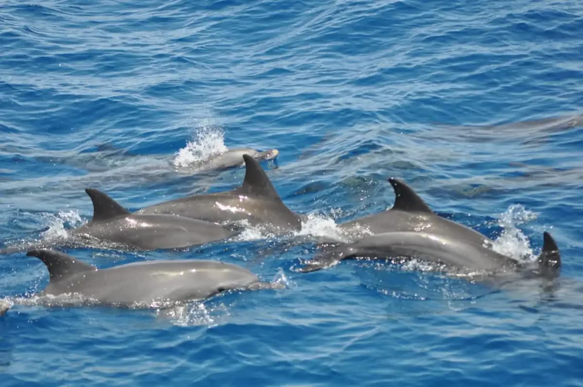dolphins