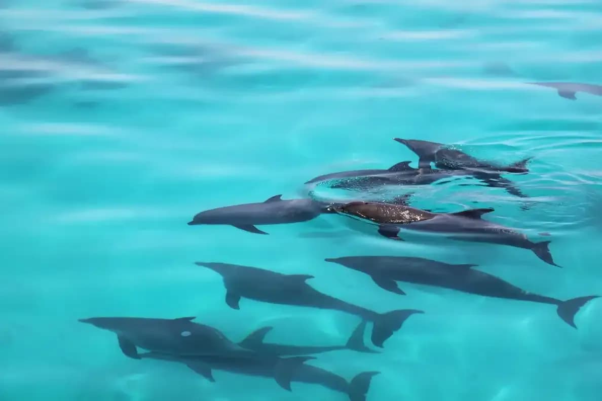 dolphins