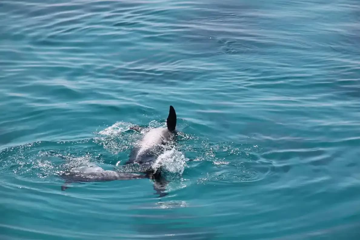 dolphins