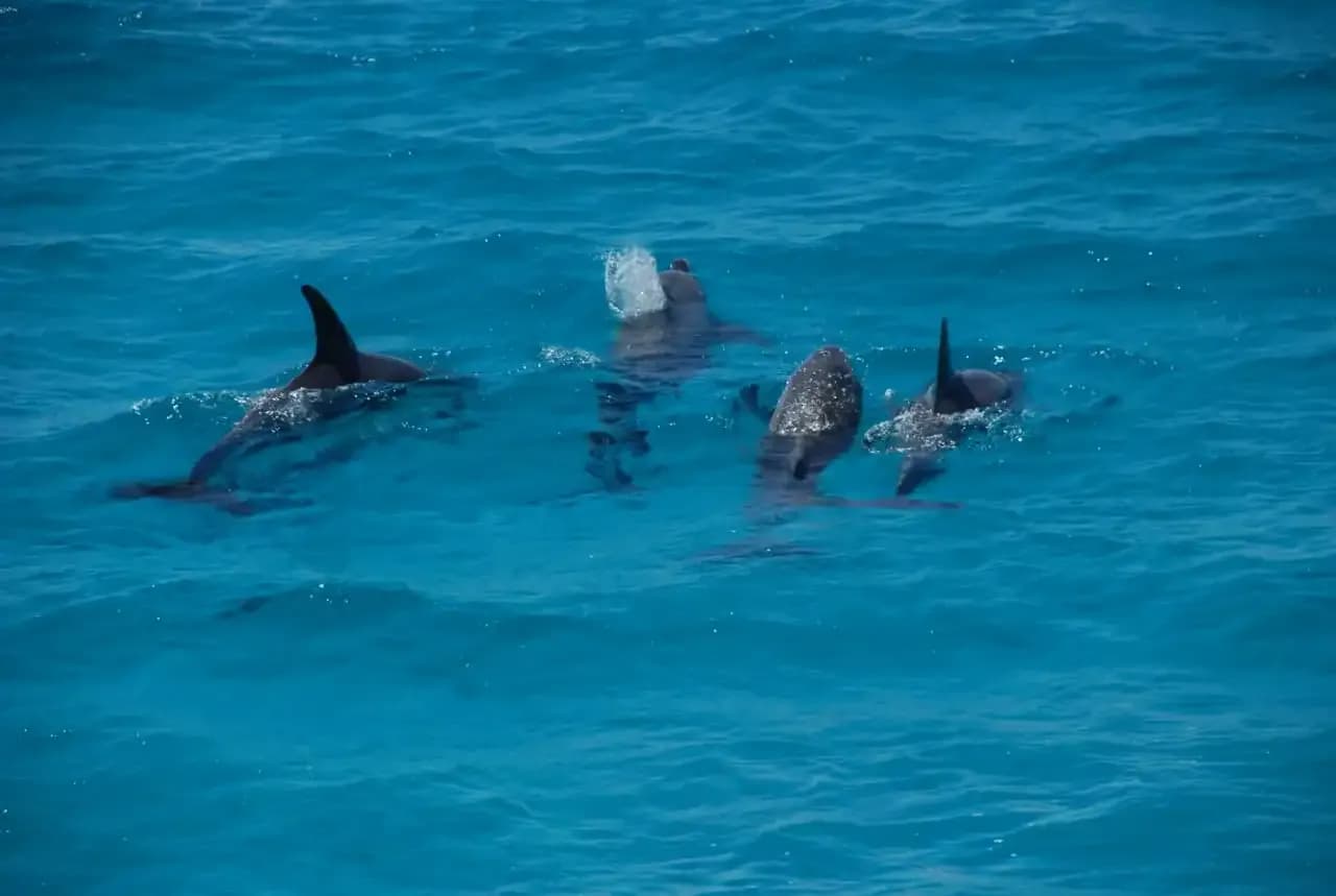 dolphins