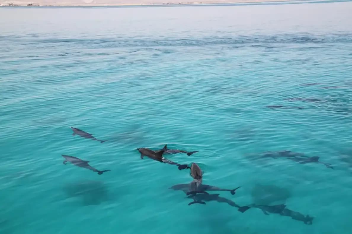 dolphins