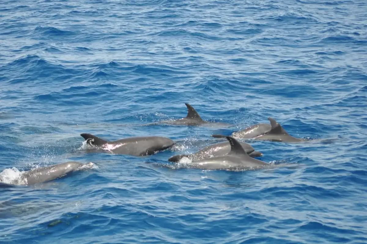 dolphins