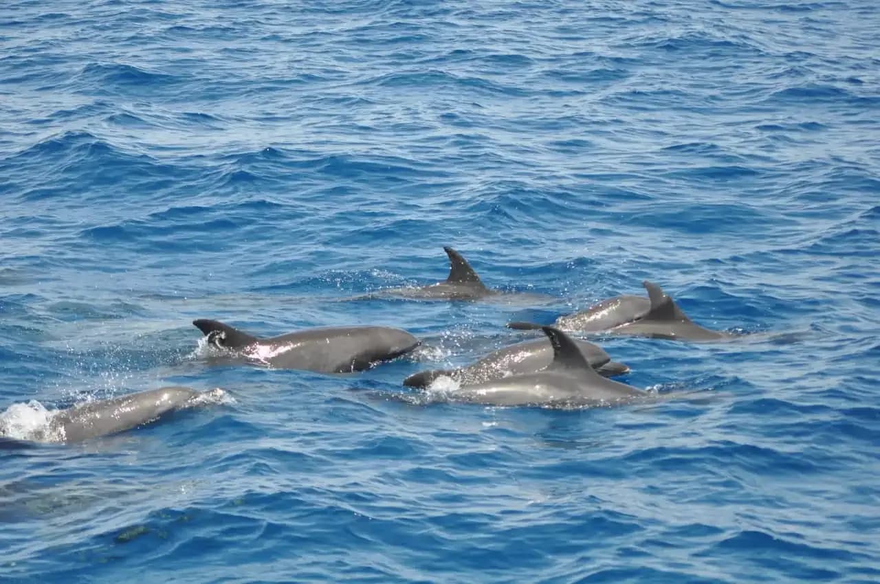 dolphins