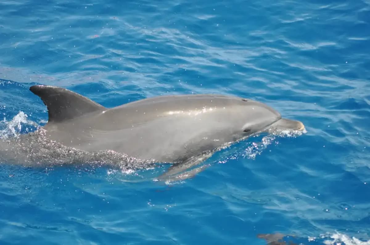 dolphins